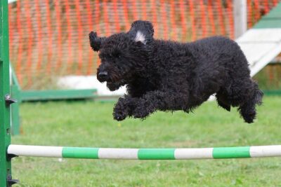 Qué significa sprint en Agile
